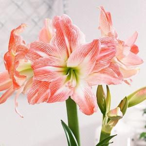 アマリリス 球根のみ 八重咲 マリリン 1球アマリリスの球根 : 花