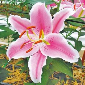 国華園 ユリ 球根 花ユリ オリエンタルリリー ...の商品画像