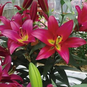 国華園 ユリ 球根 花ユリ オリエンタルリリー タッチストーン 12球 百合球根 ユリの球根