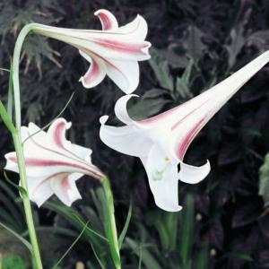 国華園 原種ユリ 球根 高砂ユリ 3球 百合球根 ユリの球根 タカサゴユリ