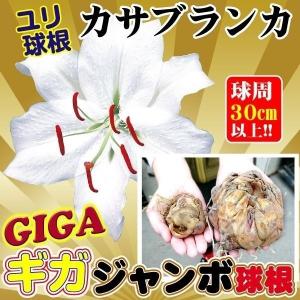 ユリ 球根 オリエンタルリリー ギガジャンボ球 カサブランカ 5球 ユリ