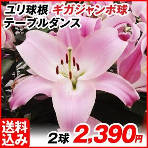ユリ 球根 オリエンタルリリー ギガジャンボ球 テーブルダンス (球周