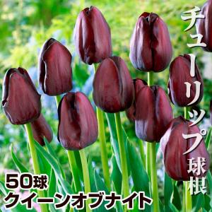 国華園 チューリップ 球根 クイーンオブナイト 50球 チューリップの球根