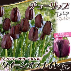 国華園 チューリップ 球根 クイーンオブナイト...の詳細画像1