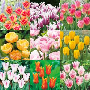 チューリップ 球根 高級チューリップ福袋 30球 チューリップの球根 国華園 送料無料