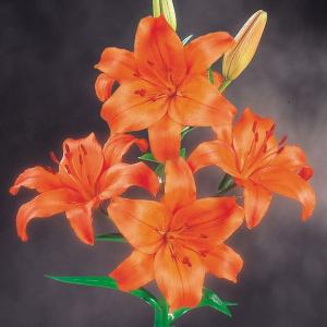 国華園 12月咲 ユリ 球根 すかしユリ 橙花 6球 百合球根 ユリの球根 冬咲く
