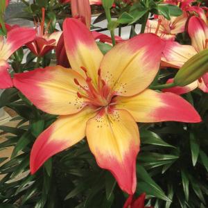 信州産百合(橙色・黄色)の球根　パケットプラス 信州産百合(橙色・黄色)の球根 パケットプラス kk-yr-osy1