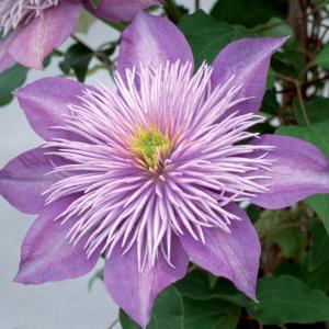 球根 オーニソガラム ヌタンス 福花園 5球 fke : フラワーネット日本花