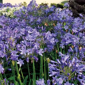 花苗 アガパンサス サマーラブ 1株 / 花の苗 紫君子蘭 ムラサキクンシラン｜花と緑 国華園