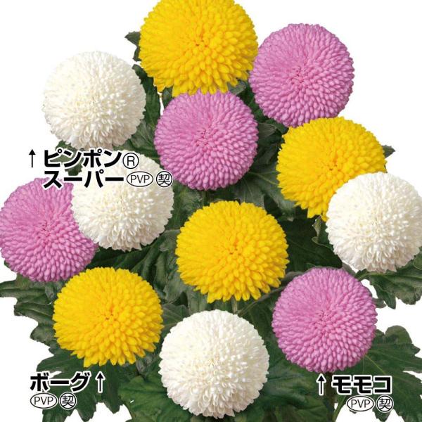 菊苗 切花菊 巨大ピンポン菊Aセット 3種6株 送料無料