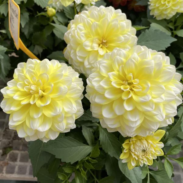 花苗 マダムダリア レモンスワール 2株 / 花の苗 鉢植え向き 球根植物