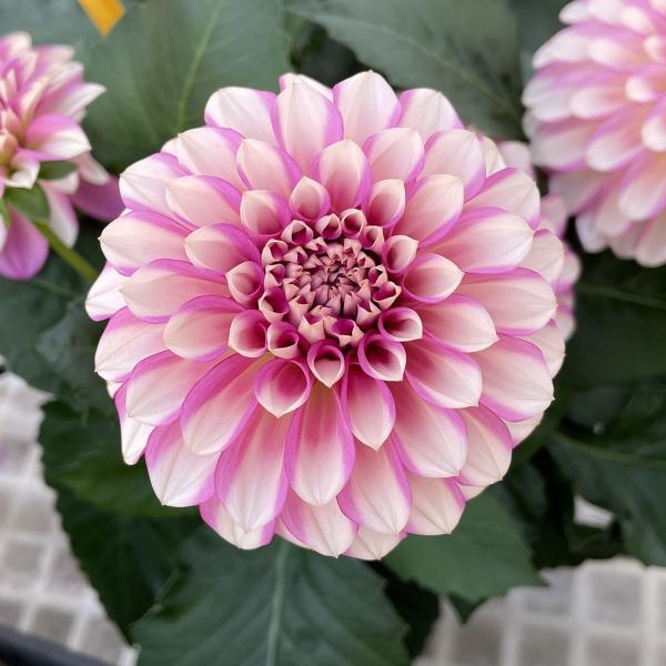 花苗 マダムダリア ローズスワール 2株 / 花の苗 鉢植え向き 球根植物