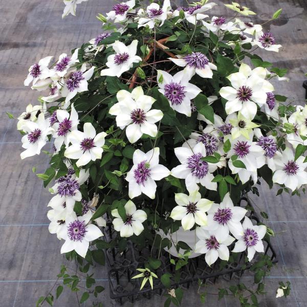 花苗 クレマチス テッセン 2株 / 花の苗 鉢植え向き つる性植物