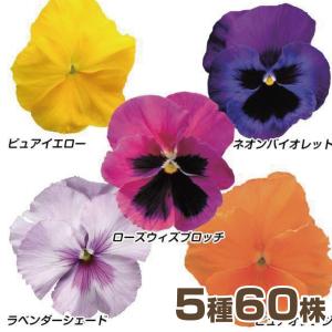 花苗 パンジー F1レインボーセット 送料込み 5種60株 / 花の苗 パンビオ 冬花壇 花壇向き
