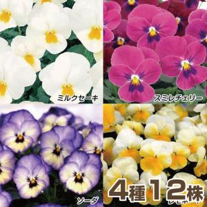 花苗 パンジー 夢見るパンジーセット 3種6株 / 花の苗 パンビオ 花壇