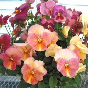 イマン　トレー　パンジーピンク イマン トレー パンジーピンク イマン パンジー