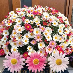 花苗 マーガレット ストロベリーホイップ PVP 2株 / 花の苗