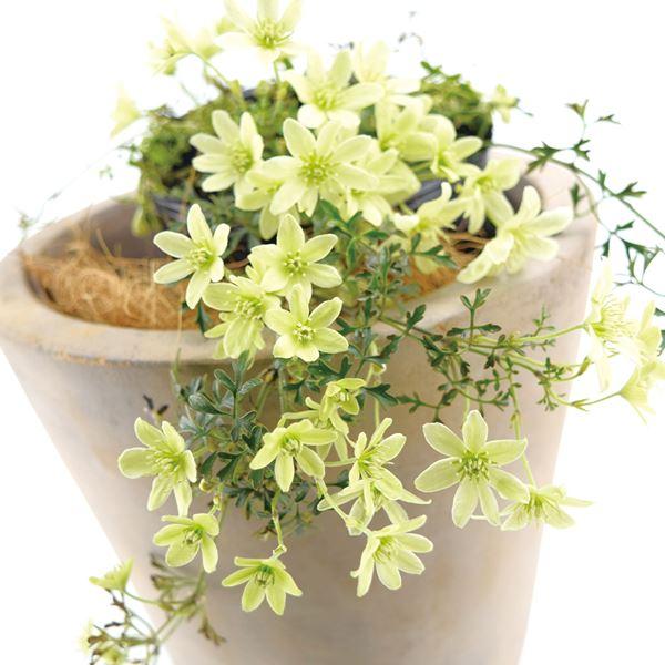 花苗 クレマチス ペトレイ 2株 送料込み / 花の苗 つる性植物 鉢植え向き