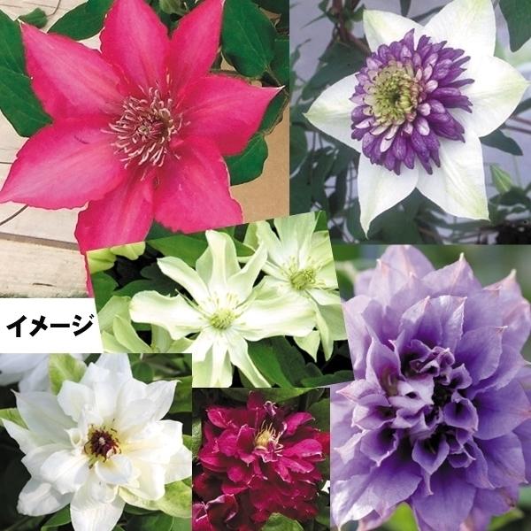 花苗 クレマチス福袋（品種見計らい・名称付） 4株 送料込み / 花の苗 つる性植物