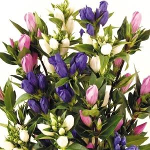 国華園 花苗 リンドウ 3色セット 3種3株 送料込み / 花の苗 切り花向き 高性