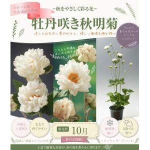 国華園 花苗 牡丹咲き秋明菊 2株 / 花の苗...の詳細画像1