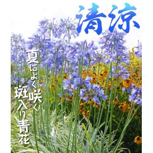 国華園 花苗 アガパンサス シルバームーン 1...の詳細画像1