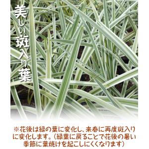 国華園 花苗 アガパンサス シルバームーン 1...の詳細画像2