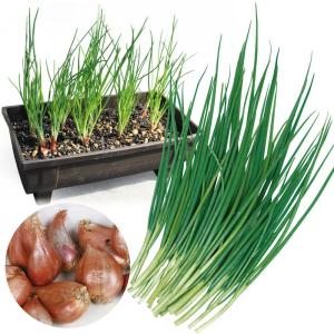 国華園 ワケギ 種球 二十日ワケギ 300g : 花と緑 国華園 - 通販