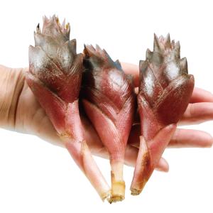 有用植物苗 ミョウガセット 3種12株 / 家庭菜園 陣田早生