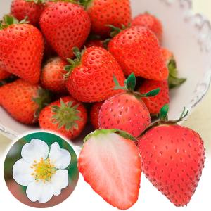 農家直送　とちおとめ　大粒いちご苗　50株セット 数量限定】果物の苗 とちおとめ イチゴ ・いちご苗 3ポット