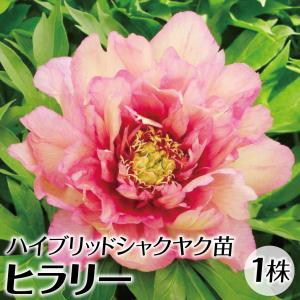 芍薬 苗 芍薬激安セット (品種見計らい・名称付き） 3種3株