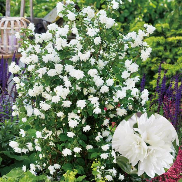 バイカウツギ 苗 苗木 パール＆パフューム (品種登録出願中) 1株 / バイカウツギ苗 バイカウツ...