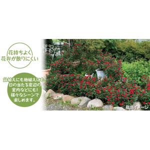 国華園 バラ苗 ゼプティPVP 1株 10.5...の詳細画像2