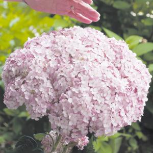 アジサイ アナベル （ 白 ） 2個セット 送料無料 ） 10.5cmポット苗