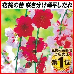 花桃　源平の若木 黒ポット入り 花桃 苗 【源平桃 （げんぺいもも）】 1年生 約0.7m ポット苗 : 苗木の
