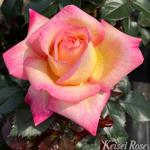 バラ苗 苗木 希成 1株 / 四季咲大輪系 薔薇苗 薔薇の苗 バラの苗 庭木