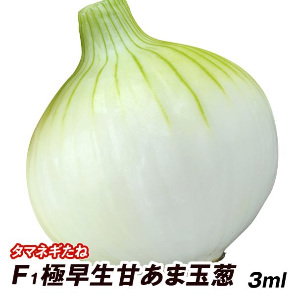 種 野菜たね タマネギ F1極早生甘あま玉葱 1袋(3ml)