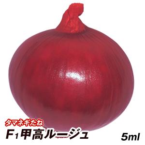 玉ねぎ 種 野菜たね タマネギ （超極早生）新春玉葱EX 1袋（3ml） 玉葱