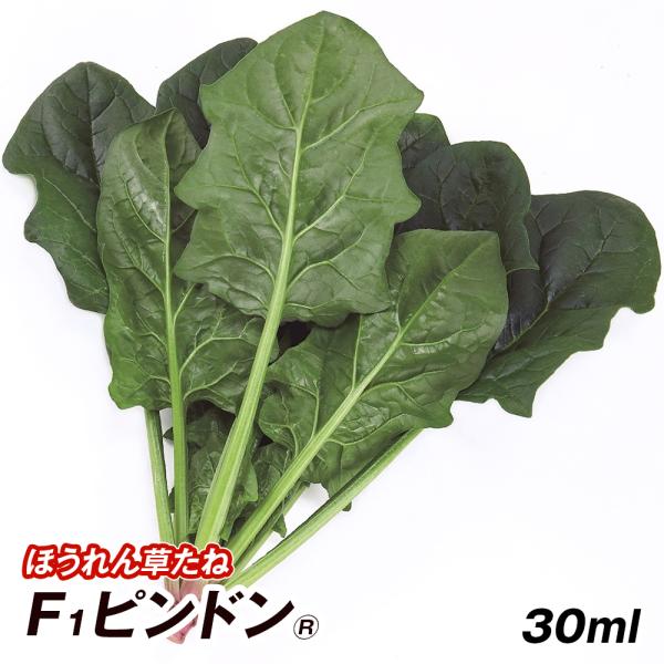 種 野菜たね ホウレン草 F1ピンドン R 1袋（30ml） 法蓮草 ほうれんそう 野菜の種 国華園