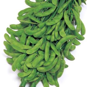 国華園 種 野菜たね 秋どり野菜 エダマメ おつな姫（R）PVP 1袋（30ml） マメ 枝豆 やさいの種