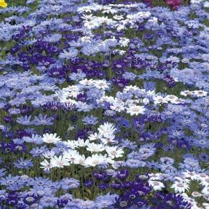 種 花たね スイートピー ニンバス 1袋(20粒) : 花と緑 国華園 - 通販
