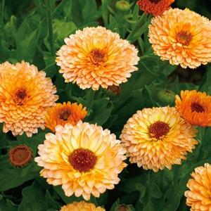 国華園 種 花たね キンセンカ ピンクサプライズ 1袋(600mg) / 花の種 通販 花種 はなたね 金盞花 カレンデュラ カレンジュラ