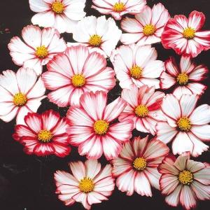種 花たね ダリア コラレット咲混合 1袋(250mg) : 花と緑 国華園