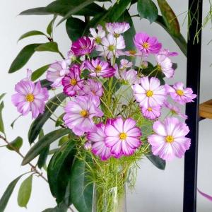 国華園 種 花たね コスモス ピンクピコティ 1袋(500mg) / 花の種 通販 花種 はなたね 秋桜 秋の風物詩 育てやすい
