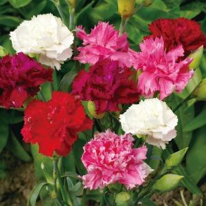 国華園 種 花たね ダイアンサス 芳香性カーネーション混合 1袋(200mg) / 花の種 通販 花種 はなたね ナデシコ 撫子 母の日