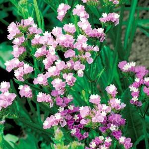 国華園 種 花たね スターチス ラベンダー 1袋(100mg) / 花の種 通販 花種 はなたね リモニウム リモニューム