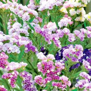 国華園 種 花たね スターチス パステルミックス 1袋(100mg) / 花の種 通販 花種 はなたね リモニウム リモニューム