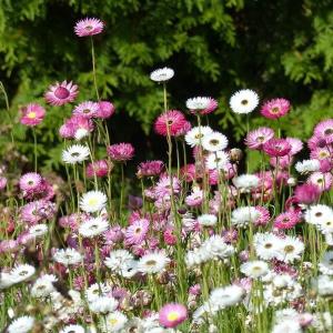 国華園 種 花たね ヘリプトラム混合 1袋(300mg) / 花の種 通販 花種 はなたね ヘリプテラム 帝王貝細工