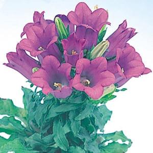 国華園 種 花たね つりがね草 ブルー 1袋(200mg) / 花の種 通販 花種 はなたね ツリガネソウ 釣鐘草