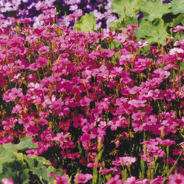 花種 花たね ビスカリア ピンクエンジェル  1袋（300mg）